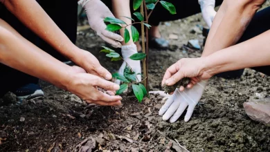 denuncian-el-abandono-de-las-zonas-verdes-de-talavera-durante-el-mandato-del-psoe