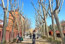 avanzan trabajos poda calles talavera