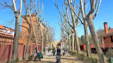 avanzan trabajos poda calles talavera