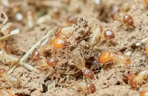 como-erradicar-termitas-carcoma-revista-love-talavera