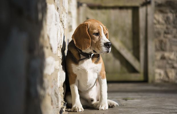 consejos-para-adoptar-un-perro-centro-veterinario-principe-revista-love-talavera-noviembre-2016