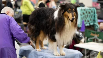 talavera-de-la-reina-acoge-la-mayor-exposicion-canina-de-castilla-la-mancha