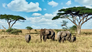 talavera-inaugura-el-museo-de-la-fauna-salvaje-una-experiencia-unica