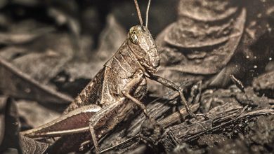 historicos-langostas-en-talavera-revista-love-talavera