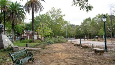 jardines-del-prado-tala-de-arboles