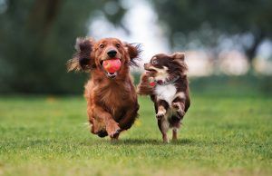 mascotas-ensenar-perro-a-ser-feliz-revista-love-talavera