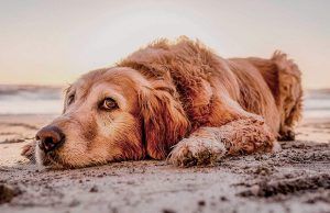 mascotas-playas-oficiales-2018-revista-love-talavera
