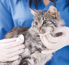 mascotas-sintomas-de-fiebre-en-gatos-revista-love-talavera
