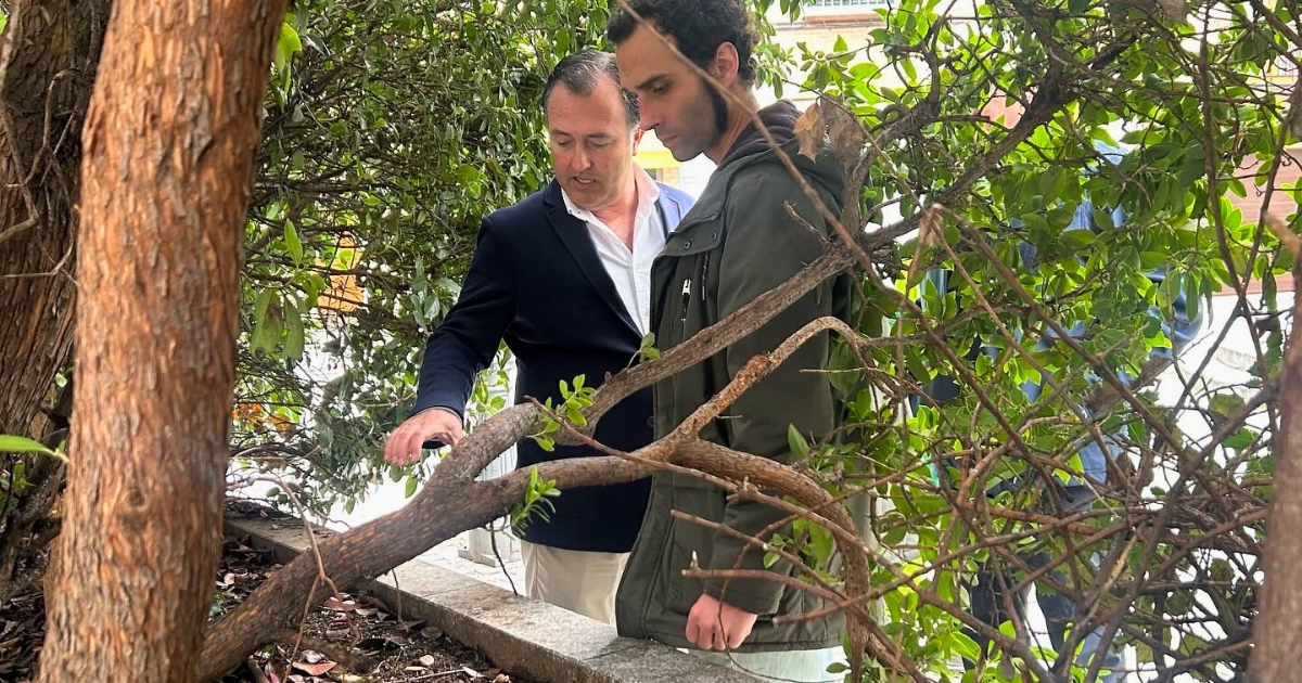 moreno-defiende-la-gestion-de-las-zonas-verdes-en-talavera-y-acusa-al-psoe-de-abandono-y-tala-indiscriminada