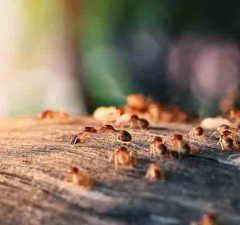 muebles-de-madera-tratamientos-para-evitar-termitas-y-carcomas-revista-love-talavera