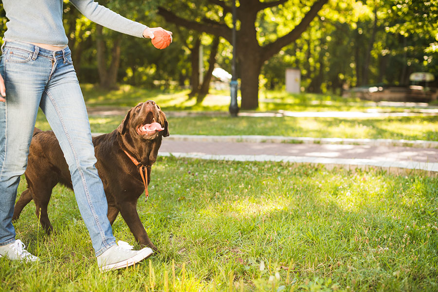 perro-paseando-hotel-canino-talavera