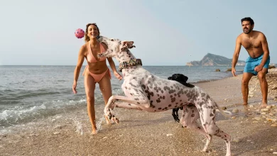 descubre-como-llevar-a-tu-perro-a-la-playa-sin-preocupaciones