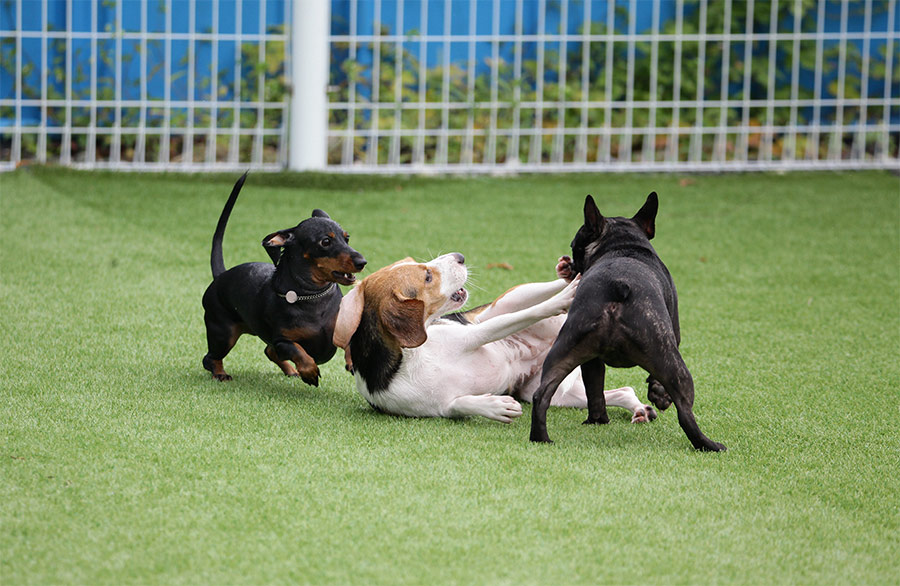 perros-jugando-hotel-canino-talavera