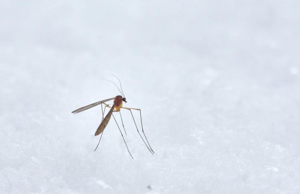 plaga-mosquito-verano-habitacion-revista-love-talavera