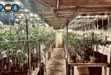 policia desmantela torrijos plantacion marihuana