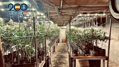 policia desmantela torrijos plantacion marihuana
