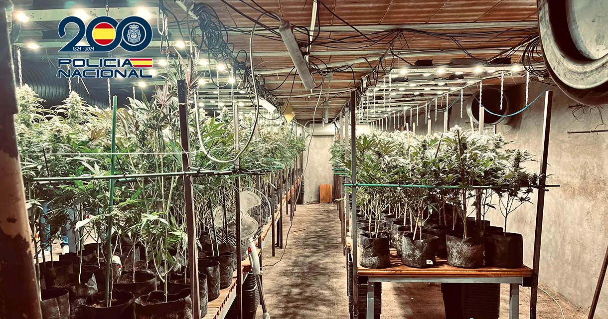 policia desmantela torrijos plantacion marihuana