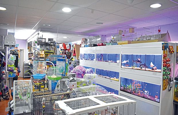 +q-mascotas-revista-love-talavera