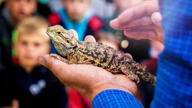 expoterraria-regresa-a-talavera-ferial-con-expositores-de-todo-el-mundo