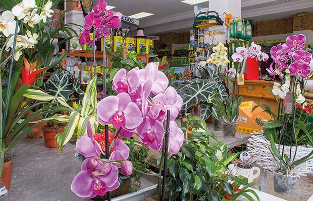 semillas-delgado-revista-love-talavera